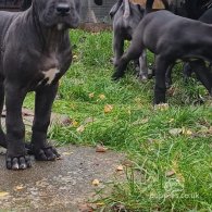 Cane Corso - Bitches