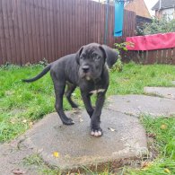 Cane Corso - Bitches