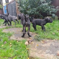 Cane Corso - Bitches