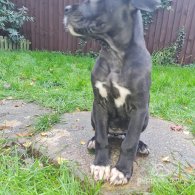Cane Corso - Bitches