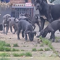 Cane Corso - Bitches