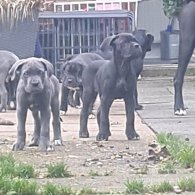 Cane Corso - Bitches