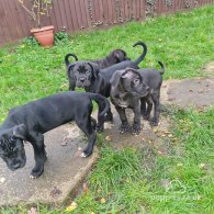 Cane Corso - Bitches
