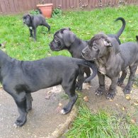 Cane Corso - Bitches