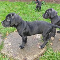 Cane Corso - Bitches
