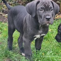Cane Corso - Bitches