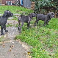 Cane Corso - Bitches