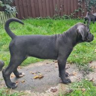 Cane Corso - Bitches