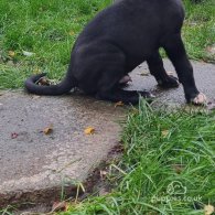 Cane Corso - Bitches