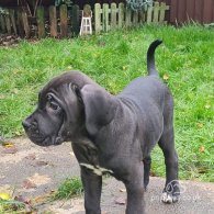 Cane Corso - Bitches