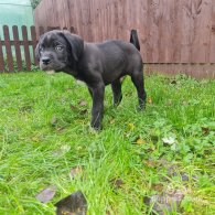 Cane Corso - Bitches