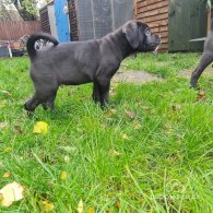 Cane Corso - Bitches