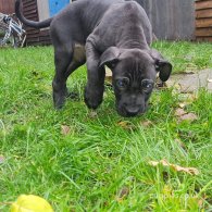 Cane Corso - Bitches