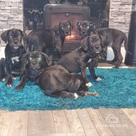 Cane Corso - Bitches