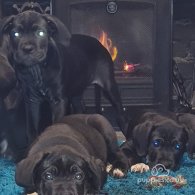 Cane Corso - Bitches