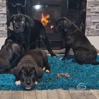 Cane Corso - Bitches