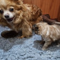 Chihuahua - Bitches