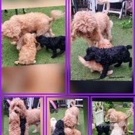 Cockapoo - Both