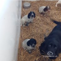 Cocker Spaniel - Both
