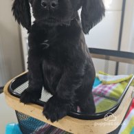 Cocker Spaniel - Bitches