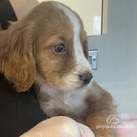 Cocker Spaniel - Bitches