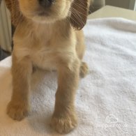 Cocker Spaniel - Bitches