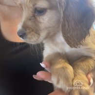 Cocker Spaniel - Bitches