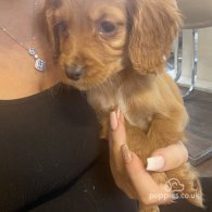 Cocker Spaniel - Bitches
