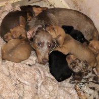 Dachshund (Standard & Miniature) - Both