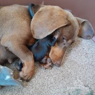 Dachshund (Standard & Miniature) - Bitches