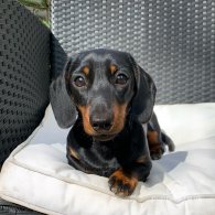 Dachshund (Standard & Miniature)