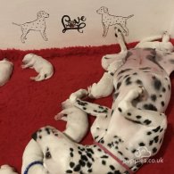 Dalmatian - Both