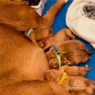 Dogue De Bordeaux - Both