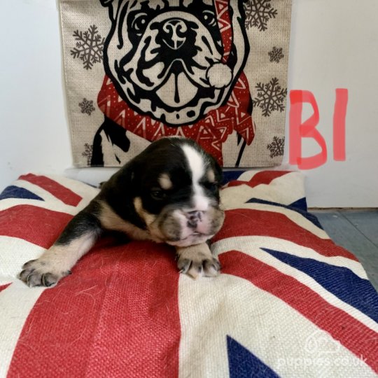 English Bulldog - Both