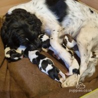 English Springer Spaniel - Both