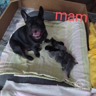 French Bulldog - Both