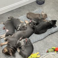 French Bulldog - Both