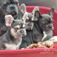 French Bulldog - Both