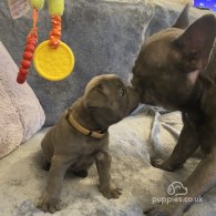 French Bulldog - Both