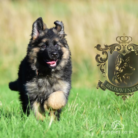 German Shepherd (Alsatian) - Both