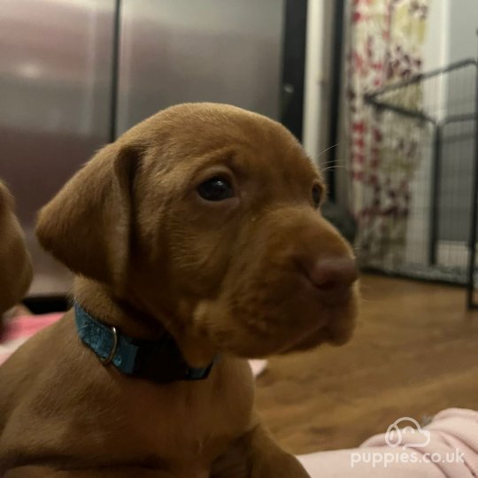 Hungarian Vizsla - Both