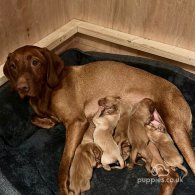 Hungarian Vizsla - Both
