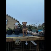 Jack Russell