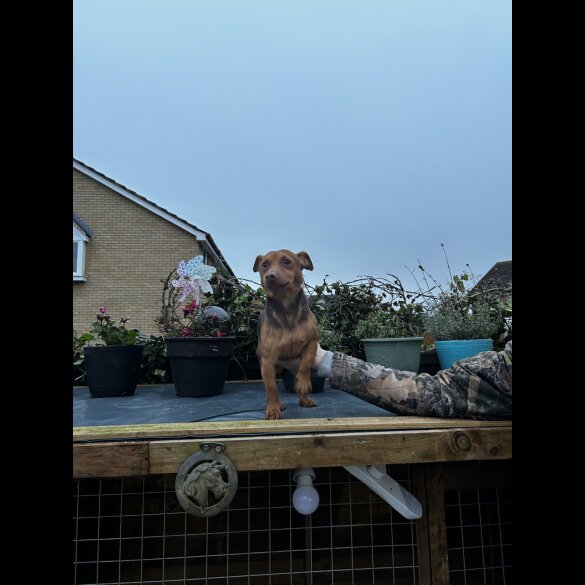 Jack Russell