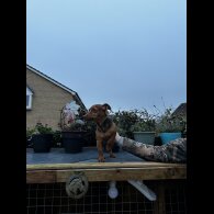 Jack Russell