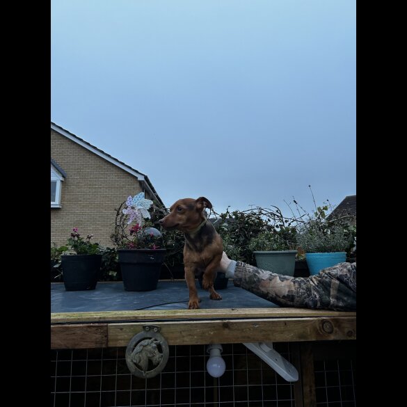 Jack Russell
