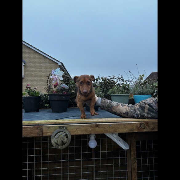 Jack Russell