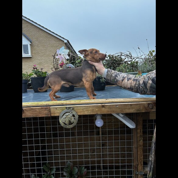 Jack Russell