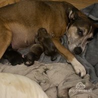 Staffordshire Bull Terrier - Both