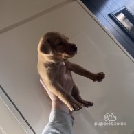 Labrador Retriever - Both